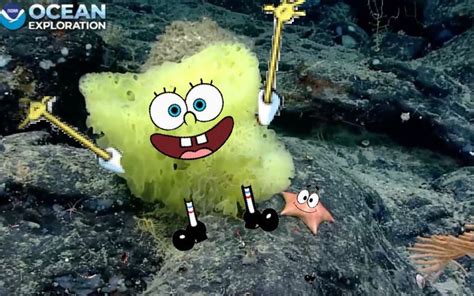spongebobia captures|Real.
